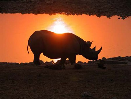 rhino-sunset